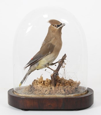 Lot 887 - A taxidermy Waxwing (Bombycilla garrulus),...