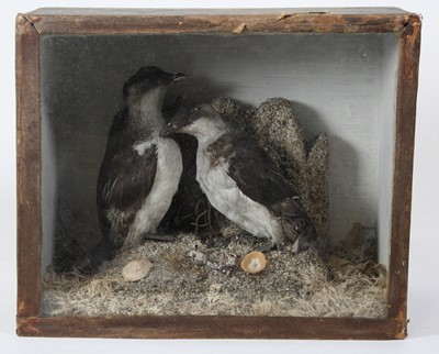 Lot 940 - A pair of taxidermy Little Auk (Alle alle)...