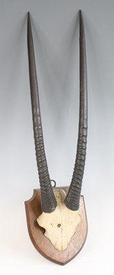 Lot 960 - A pair of Ibex (Capra ibex) horns on a cut...