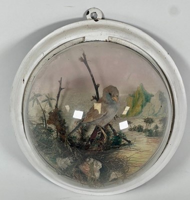 Lot 842 - A taxidermy Southern Grey-headed Sparrow...