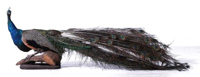 Lot 855 - A taxidermy Indian peacock (Pavo Cristatus),...