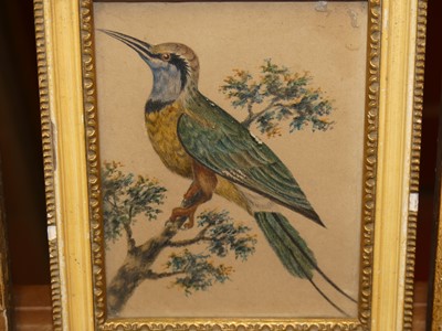 Lot 1035 - Ornithological studies, 19th century, seven...