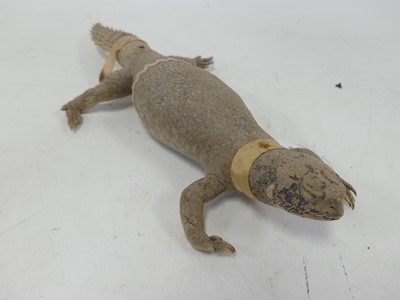 Lot 507 - A taxidermy spiny tailed lizard (uromastyx),...