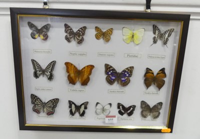 Lot 655 - A framed display of butterflies, 31.5 x 42cm