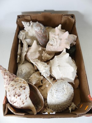 Lot 696 - A collection of seashells, to include a large...