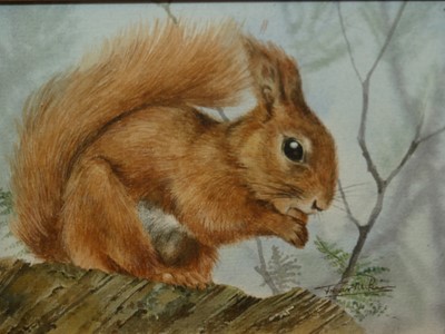 Lot 1102 - Trevor Parkin (b1935-) - Red Squirrel,...