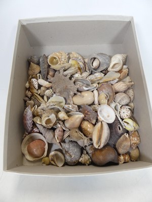 Lot 478 - A collection of seashells, together with a...