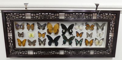 Lot 524 - A framed display of butterflies, 37.5x87.5cm